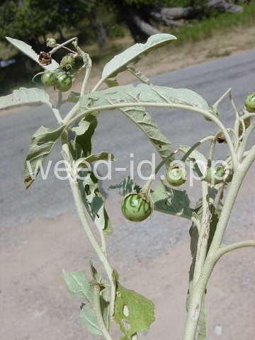 nightshade, silverleaf